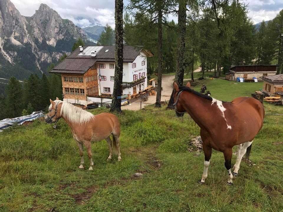 Hôtel Rifugio Negritella à Pozza di Fassa Extérieur photo